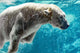 Polar Bear Underwater Wall Decal