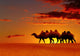Desert landscape with walking camels at sunset Wall Mural