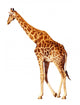 Walking Giraffe White Wall Decal