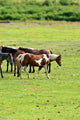 Horses Pasture Wall Mural