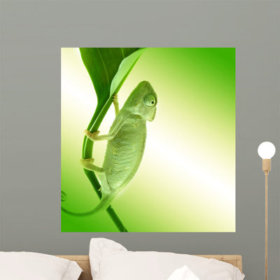 Chameleon Flower shown on a wall