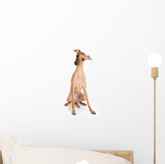 Italian Greyhound Puppy on White Background Wall Decal