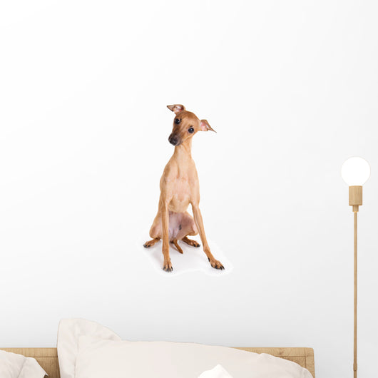 Italian Greyhound Puppy on White Background Wall Decal