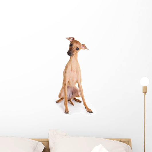 Italian Greyhound Puppy on White Background Wall Decal
