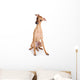 Italian Greyhound Puppy on White Background Wall Decal