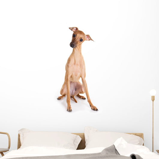 Italian Greyhound Puppy on White Background Wall Decal