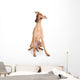 Italian Greyhound Puppy on White Background Wall Decal