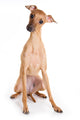 Italian Greyhound Puppy on White Background Wall Decal