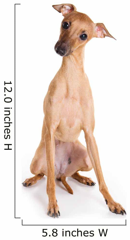 Italian Greyhound Puppy on White Background Wall Decal