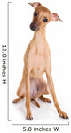 Italian Greyhound Puppy on White Background Wall Decal