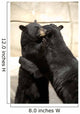 Black Bears Hugging