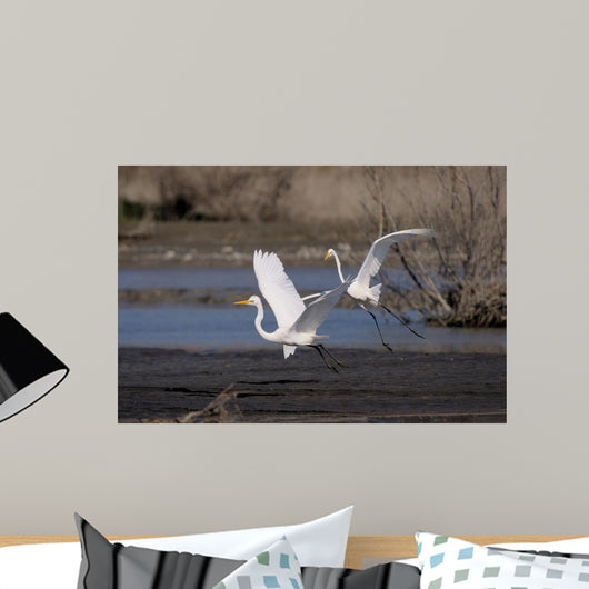 Cattle Egrets Wall Mural