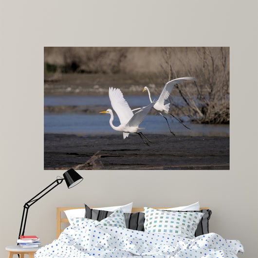Cattle Egrets Wall Mural