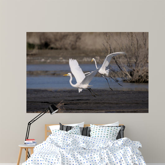 Cattle Egrets Wall Mural