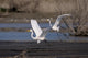 Cattle Egrets Wall Mural