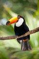 Toco Toucan in deep forest vegetation Wall Mural