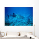 whale shark approaching Wall Mural