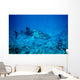 whale shark approaching Wall Mural