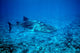 whale shark approaching Wall Mural