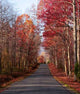 Autumn Road Wall Decal