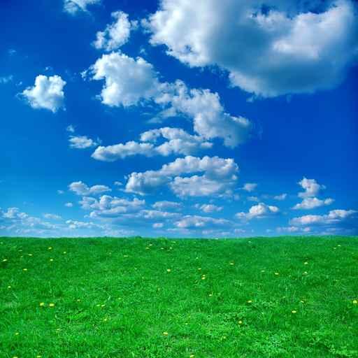 Green Field and Blue Wall Mural
