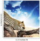 Leopard Wall Mural