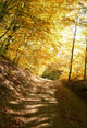 Autumn Park Road