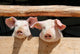 Piglets on a Farm Wall Mural