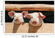 Piglets on a Farm Wall Mural