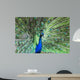 Peafowl Showing His Wheel Wall Mural