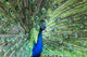 Peafowl Showing His Wheel Wall Mural