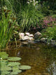 Gartenteich Wall Decal