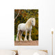 White Shire Draft Horse