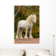 White Shire Draft Horse
