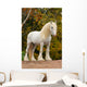 White Shire Draft Horse