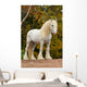 White Shire Draft Horse
