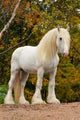 White Shire Draft Horse