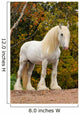 White Shire Draft Horse