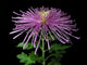 Chrysanthemum Morifolium Wall Mural