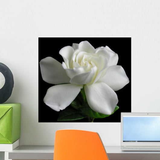 Gardenia jasminoides Wall Mural
