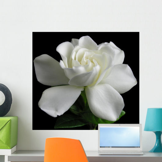 Gardenia jasminoides Wall Mural