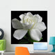 Gardenia jasminoides Wall Mural