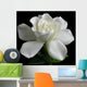 Gardenia jasminoides Wall Mural