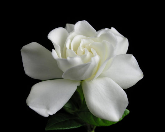 Gardenia jasminoides Wall Mural