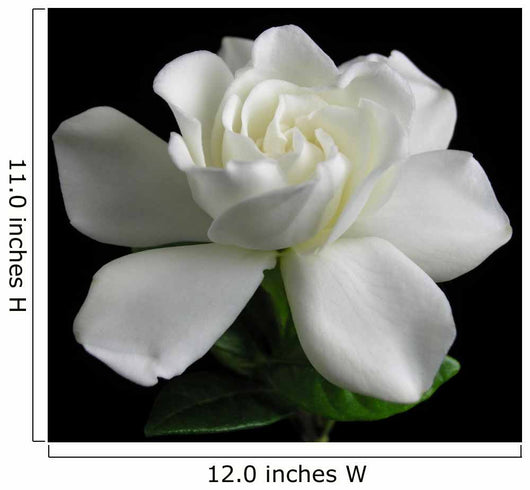 Gardenia jasminoides Wall Mural