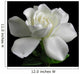 Gardenia jasminoides Wall Mural