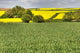 Cultivated Fields and Hurdles Wall Decal