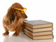 Dachshund Sitting Beside Stack of Books Wall Decal