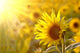 Sunflower on a meadow in the light of the setting sun Wall Mural