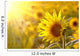Sunflower on a meadow in the light of the setting sun Wall Mural